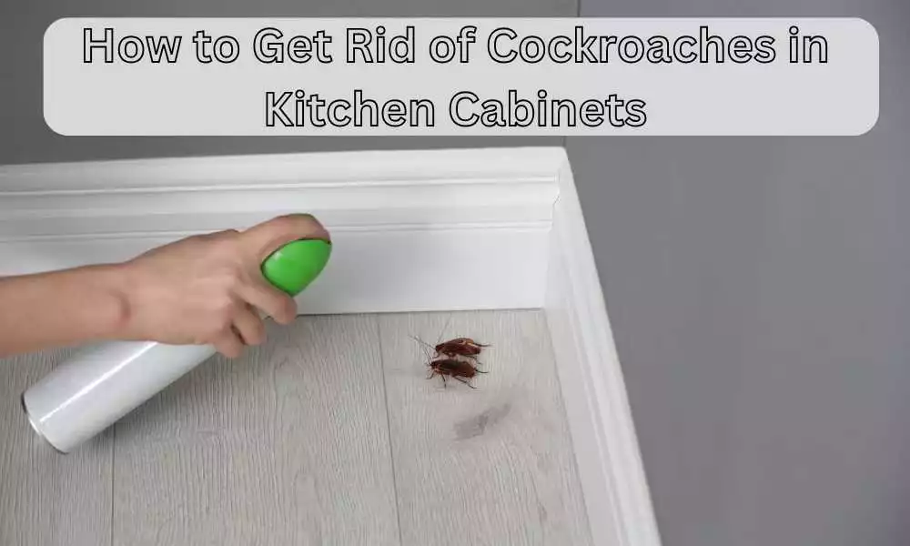 How to Get Rid of Cockroaches in Kitchen Cabinets