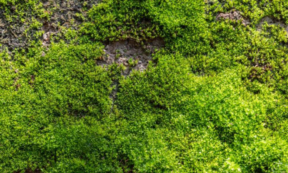 How To Get A Moss Lawn