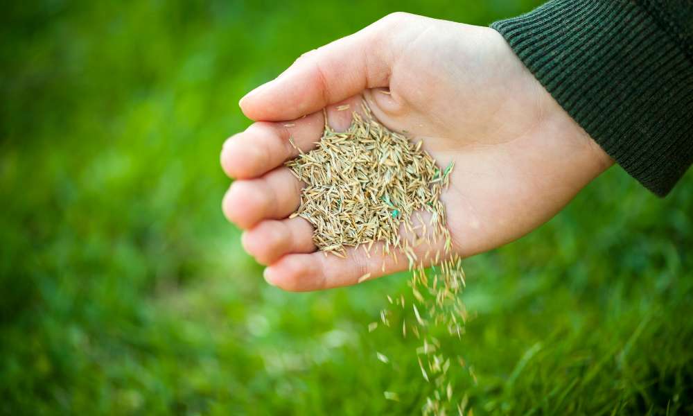 How to seed a lawn with grass